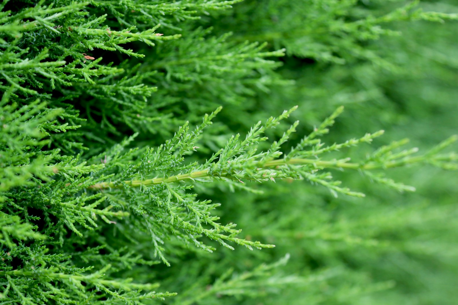 a close up of a green tree branch